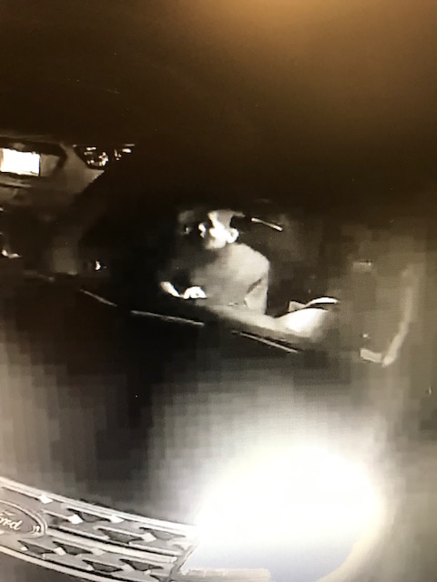 Killeen Police Needs your Help Identifying this Burglar